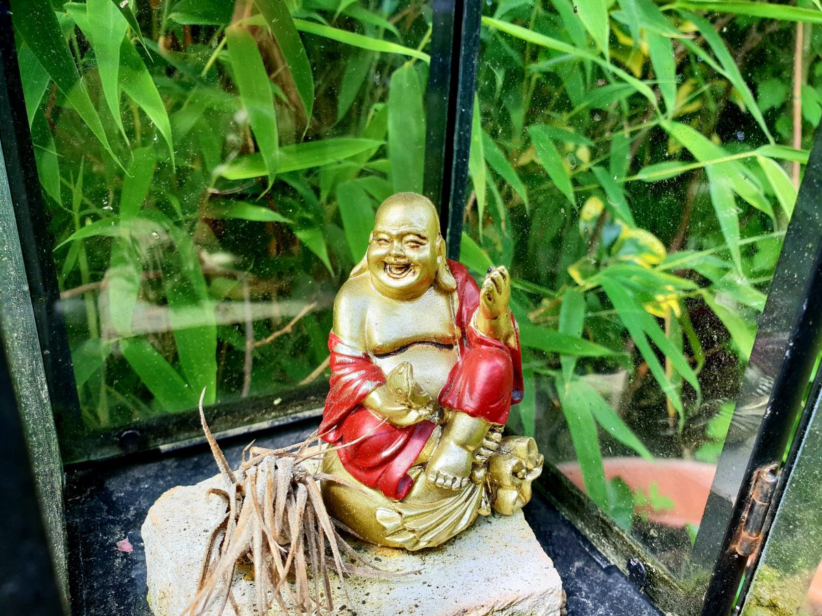 Buddha Buddha
