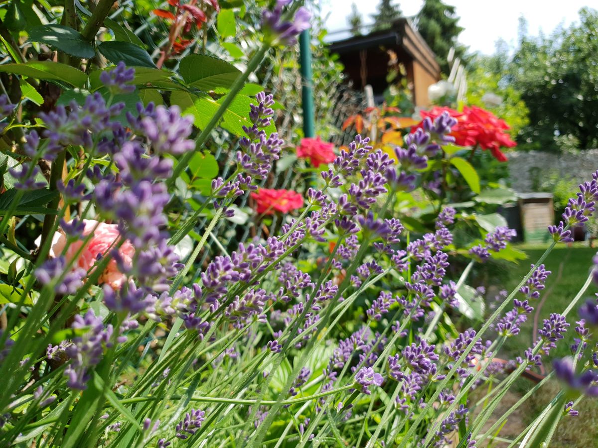 Lavendel Lavendel