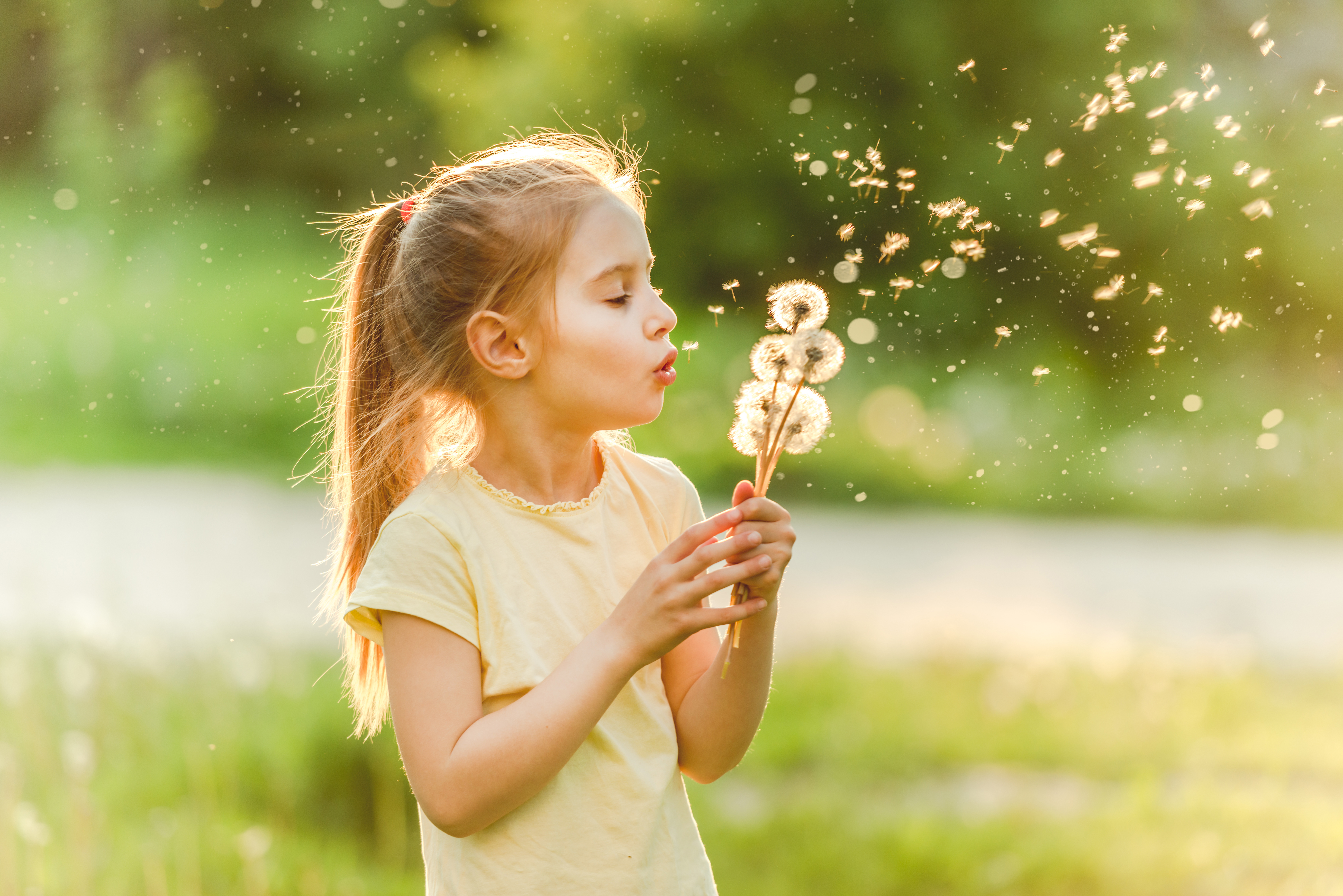 Girl blowing at dandelions Beatiful girl child loves to spend her leisure at meadow, collecting flowers and playing with dandelions