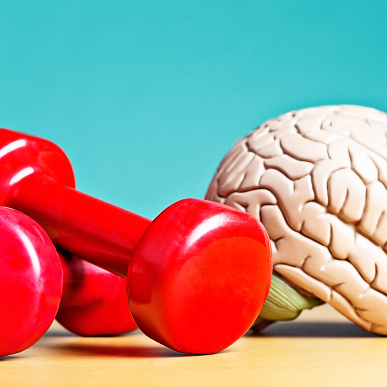 Intellectual heavyweight! Model brain with barbells A model brain sits next to exercise weights. Metaphor for heavyweight intellects, or a reminder that exercise helps your circulation, so as well as keeping your body fit, it also keeps you mentally active. Double bonus!